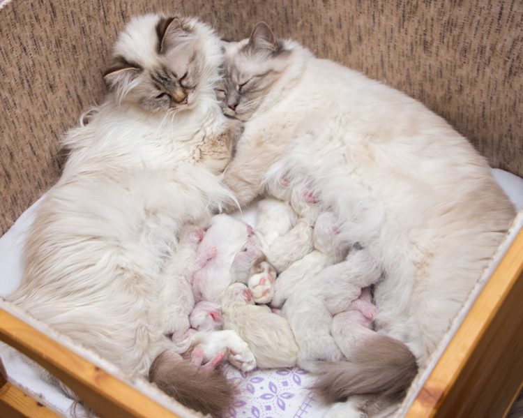 Entwicklung einer Katze von Geburt an Cattery "von der weißen Fee"