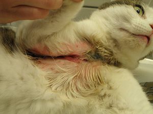 Verletzte Katze durch ein Halsband