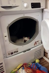 Vorischt, das kann zur tödlichen Falle werden: Katze im Wäschetrockner